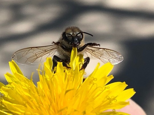 Bee feeding from a yellow flower